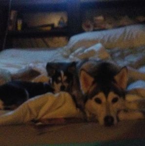 Meet your Posher, Bobette